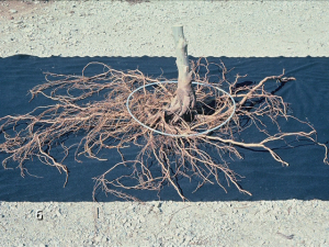 figure-1 tree roots