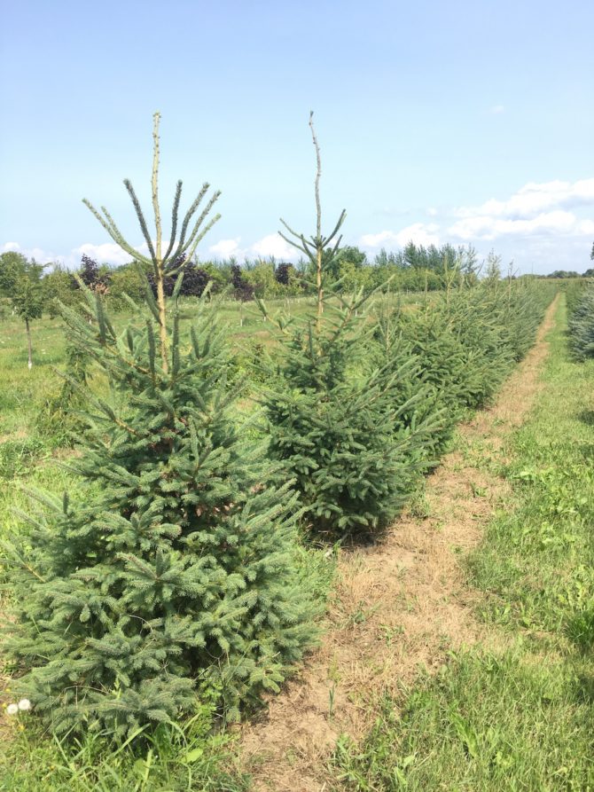 White Spruce’s