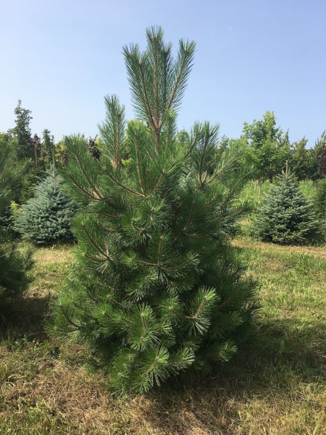 Austrian Pine-2