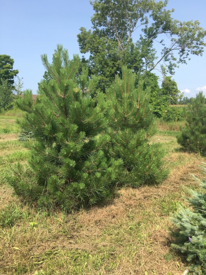 Austrian Pines-1
